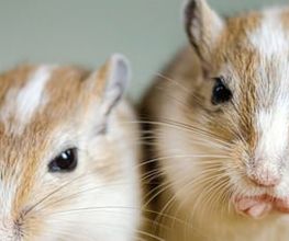 Zürcher Tierschutz Bild 4