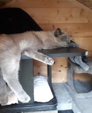 L'arche de Corinne image 13