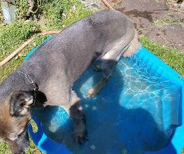 zert. Hundetrainer mit Fachrichtung Problemhundetherapie
