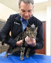 North Buffalo Animal Hospital image 13