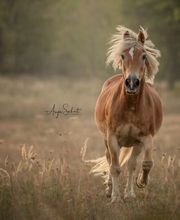 Anja Sehrt Fotografie Bild 7
