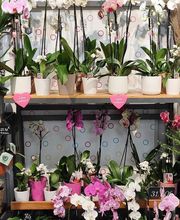 Cœur de Fleurs image 3