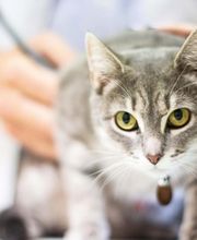 TotalBond Veterinary Hospital at Davidson image 9