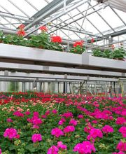 Bullo Luca Fiori Bild 5