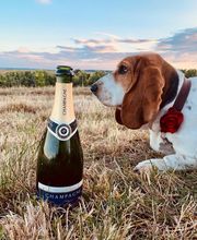 Champagne Petit-Triolet image 14