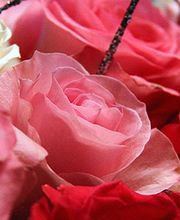 L'Arum Antic image 2