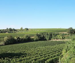 Weinhof Mößner Bild 2