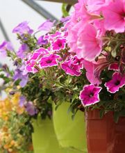 Les Serres De Boralde image 1