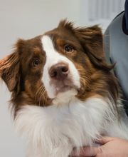 Tierarzt Gütersloh, Kleintierpraxis Isselhorst Bild 6