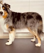 Artgerecht-dogspa Bild 13