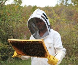 L'Abeille des Sources image 4