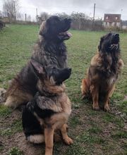 Edu'Canis 60 image 6