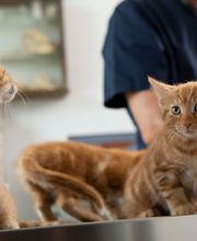 Dr. med. vet. Frey Artur Bild 1