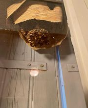 GN3D Dératisation Désinsectisation image 2