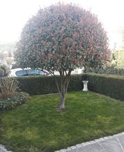 Portmann H. Gartenbau GmbH Bild 1