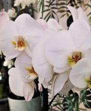 Fleur Blanche image 6