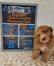 Town & Country Veterinary Clinic image 2
