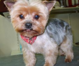 Lady Chiens image 19