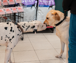 Tom&Co Denain image 11