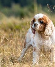 Sarah Genuit Fotografie Bild 6