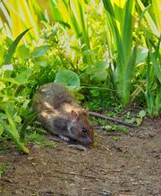 OPC Pest Services - Lake Barrington (Schopen) image 13