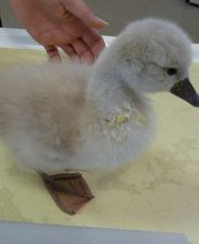 Kleintierpraxis Zur alten Mühle Bild 3