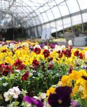 Breshear's Nursery & Greenhouse image 18