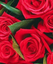 Díaz Floristas imagen 6