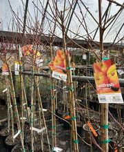 Johansen Landscape & Nursery image 12