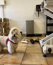 Happy Dog image 3