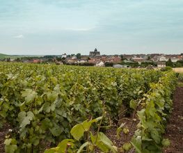 Champagne Pierre Launay image 5
