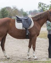 Poney Club Des Cinq Arpents image 10