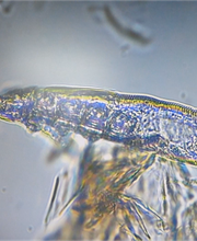 Clinique vétérinaire des Ducs de Bourgogne image 17