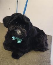 Kingdom Canine Center image 1