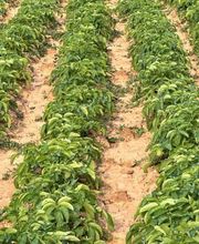 Huertos Santa ROSALÍA imagen 9