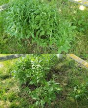 Ted Multiservices image 12