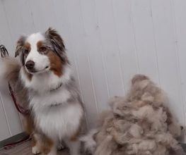Hundesalon Farah Bild 3