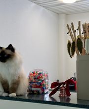 Katzen-Praxis.ch Bild 14