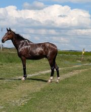 Signolet Ilona image 1