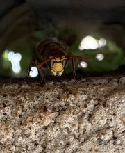 Gandolfi Frédéric image 10