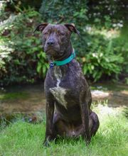Dog & Picture image 7