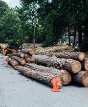 Top Tier Trees image 13