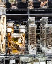 Naturhistorisches Museum Bern Bild 17