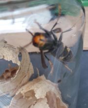 Lefevre Sébastien E.I image 6