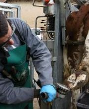 Farago Cantal image 8