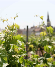 Vins Mottron image 2