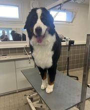 Concept Toilettage by Fabrice image 4