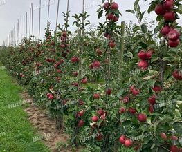 Obstbaumschnitt & Gartenpflege Burlea Bild 7