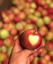 Grimm Obst u. Gemüsehandels AG Bild 10