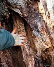 Kümin Baumpflege GmbH Bild 6